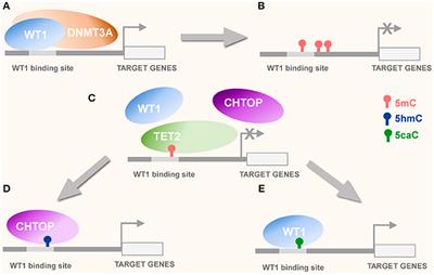 Wilms' Tumor Protein 1 and Enzymatic Oxidation of 5-Methylcytosine in Brain Tumors: Potential Perspectives